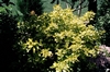 Cornus alba Spaethii